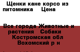 Щенки кане корсо из  питомника! › Цена ­ 65 000 - Все города Животные и растения » Собаки   . Костромская обл.,Вохомский р-н